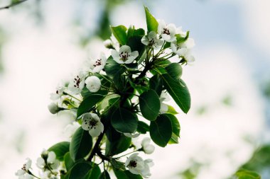 Bahçede açan renkli sarı lale manzarası ve güneşli yaz veya ilkbahar günlerinde doğal güneş ışığı altında yeşil çimen manzarası. İlkbaharda lale çiçeklerinin olduğu arka planı kapatın.
