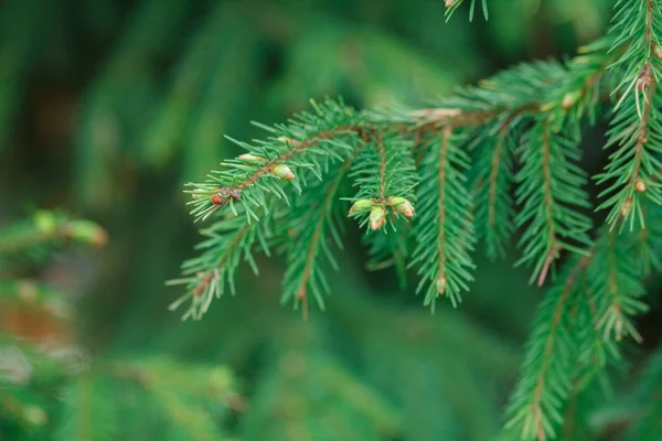 Mavi ladin dalı. İğneler ile ladin güzel dalı. Doğada Noel ağacı. Yeşil ladin. Ladin yakın çekim.