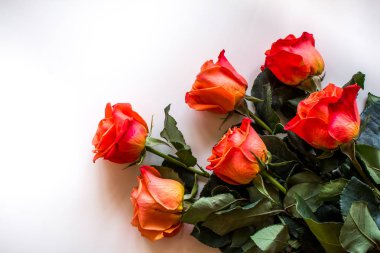 Yumuşak renk gül arka plan