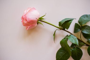 Yumuşak renk gül arka plan