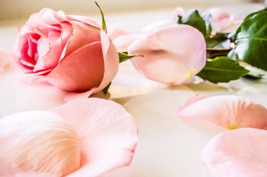 Yumuşak renk gül arka plan