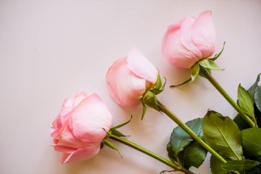 Yumuşak renk gül arka plan