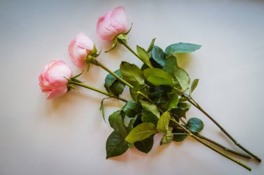 Yumuşak renk gül arka plan