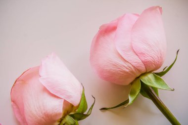 Yumuşak renk gül arka plan