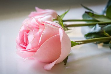 Yumuşak renk gül arka plan