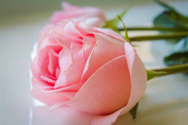 Yumuşak renk gül arka plan