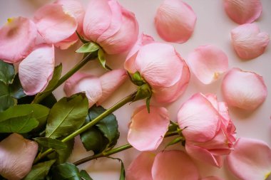 Yumuşak renk gül arka plan