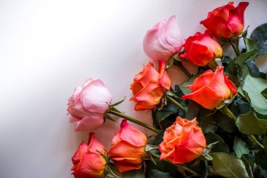 Yumuşak renk gül arka plan