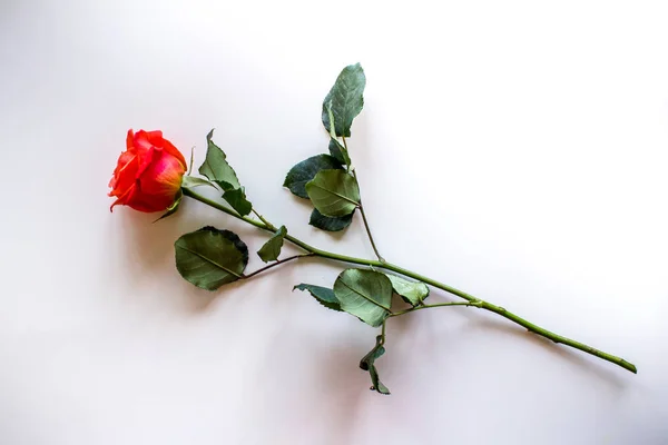 Yumuşak renk gül arka plan