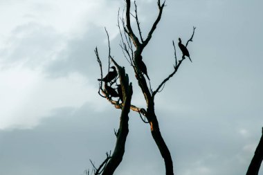 Vahşi hayatta uçan kuş silueti. Kahverengi dalların eski bir geçmişi var. Gerçek doğa duvar kâğıdı.