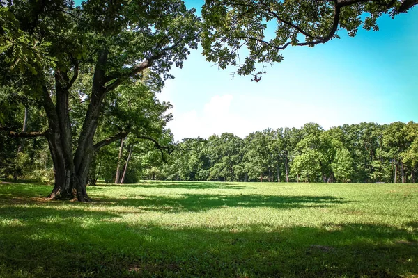 Zomer park, bomen — Stockfoto