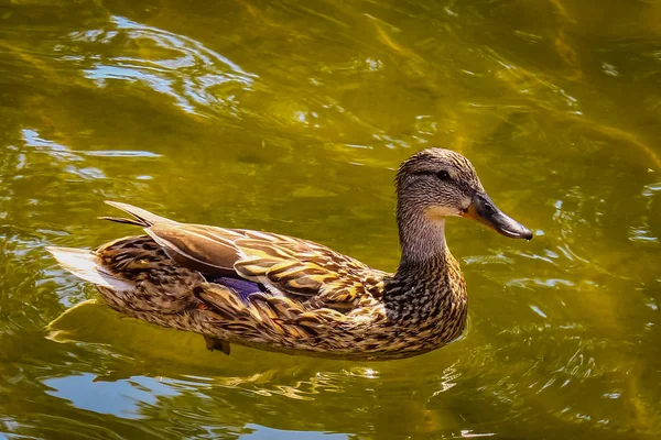 오리 날개가 호수 의물 속에서 흔들리는 모습 — 스톡 사진
