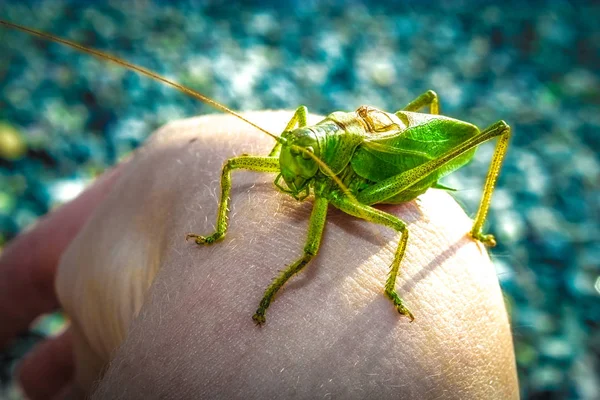 Macro portrait of praying mantis on a leaf — Stock Photo, Image