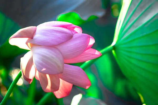 Lotus Flower.Background is the lotus leaf and lotus bud and lotus flower and tree.Shooting location is Yokohama, Kanagawa Prefecture Japan. — Stock Photo, Image