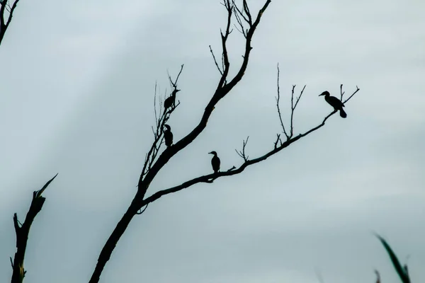 Silhueta pássaro voador na vida selvagem com um fundo vintage de ramos castanhos, papel de parede natureza real — Fotografia de Stock