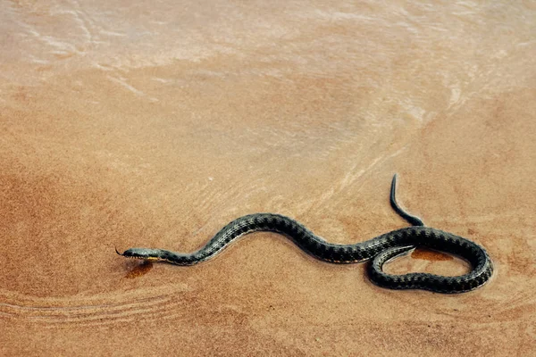 Закрытие тигрового питона (Python molurus, Burmese Python) на белом фоне изолировано, доступно много пространства для копирования, макрофотография — стоковое фото