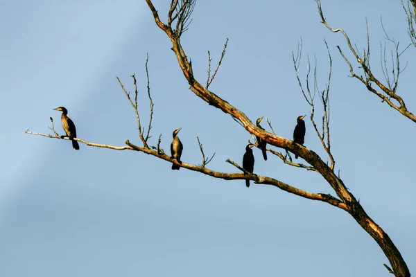 Силуэт летящей птицы в дикой природе на винтажном фоне коричневых ветвей, реальные обои природы — стоковое фото