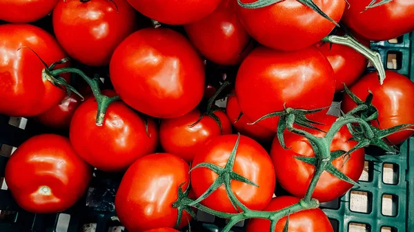Lezzetli kırmızı domates. Yaz tepsi Pazar tarım çiftlik tam organik sebze arka plan olarak kullanılabilir. (seçici odak)
