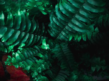 Yeşil yaprak dokusu. Yaprak dokusu arkaplanı