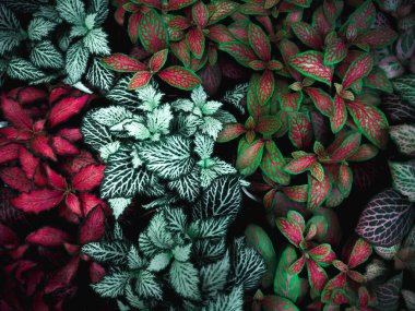 Yeşil yaprak dokusu. Yaprak dokusu arkaplanı