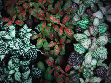 Yeşil yaprak dokusu. Yaprak dokusu arkaplanı