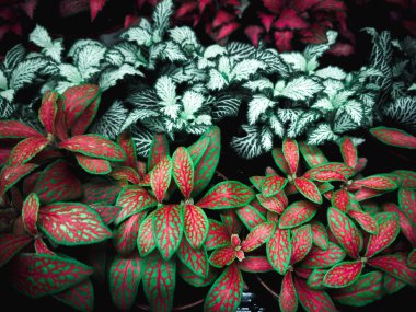 Yeşil yaprak dokusu. Yaprak dokusu arkaplanı