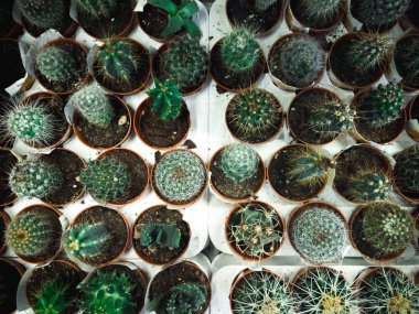 Yeşil yaprak dokusu. Yaprak dokusu arkaplanı