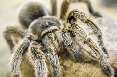 Dev bir örümcek, Goliath kuş yiyen tarantula (dünyanın en büyük tarantulası) yakın çekim