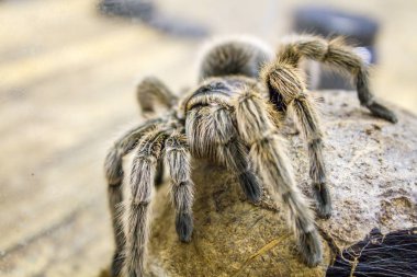 Dev bir örümcek, Goliath kuş yiyen tarantula (dünyanın en büyük tarantulası) yakın çekim