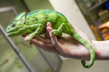 Bukalemun Furcifer pardalis Ambolobe 2 yaşında, Madagaskar 'da endemik Panter bukalemunu kızgın durumda, saf Ambilob