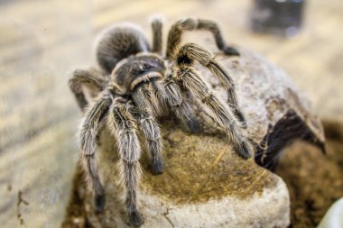 Dev bir örümcek, Goliath kuş yiyen tarantula (dünyanın en büyük tarantulası) yakın çekim