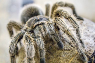 Dev bir örümcek, Goliath kuş yiyen tarantula (dünyanın en büyük tarantulası) yakın çekim