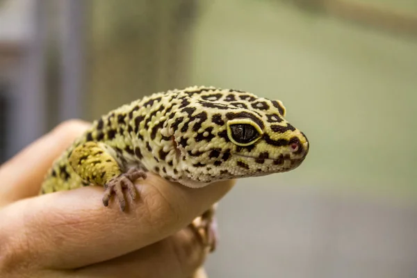 Geco lucertola leopardo, chiudi macro. Carino ritratto di geco leopardo (Eublepharis macularius). Geco leopardato sulla roccia . — Foto Stock