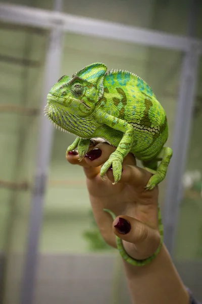 Chameleon Furcifer pardalis Ambolobe 2 anni, Madagascar endemico Pantera camaleonte in stato di rabbia, puro Ambilobe — Foto Stock