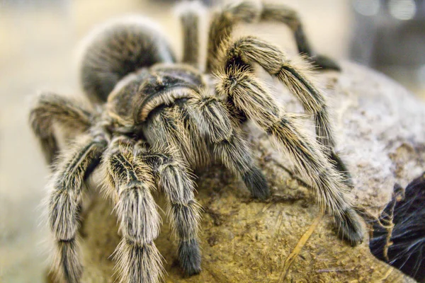 Dev bir örümcek, Goliath kuş yiyen tarantula (dünyanın en büyük tarantulası) yakın çekim — Stok fotoğraf