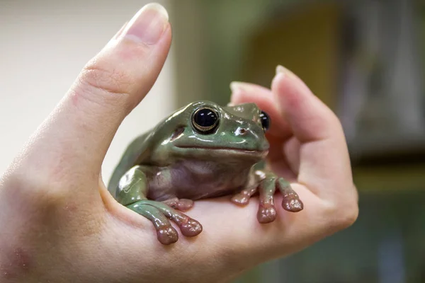 Pasifik Treefrog (Pseudacris Regilla); Mendocino County, Kaliforniya, ABD