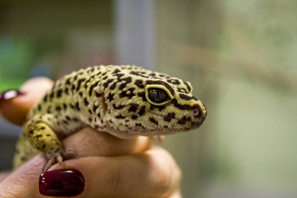 Leopard gecko lizard, close up macro. Cute Leopard gecko portrait (Eublepharis macularius). Leopard gecko on the rock.