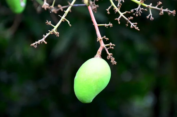 Frutas de manga verdes frescas — Fotografia de Stock