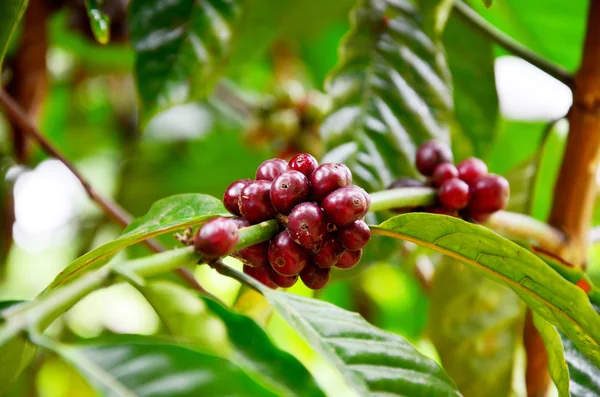 Des grains de café immatures sur un arbre à café dans le jardin du Plateau Bolaven — Photo