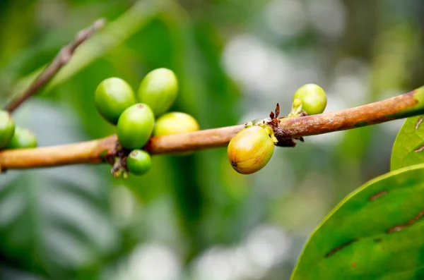 Des grains de café immatures sur un arbre à café dans le jardin du Plateau Bolaven — Photo