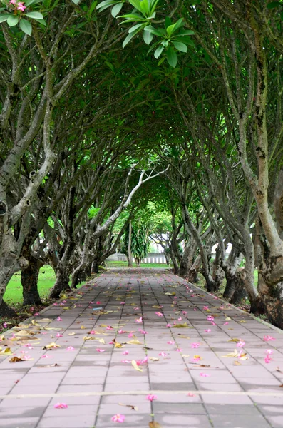 Plumeria or Templetree Flowers on floor and Frangipani trees tun — Stock Photo, Image