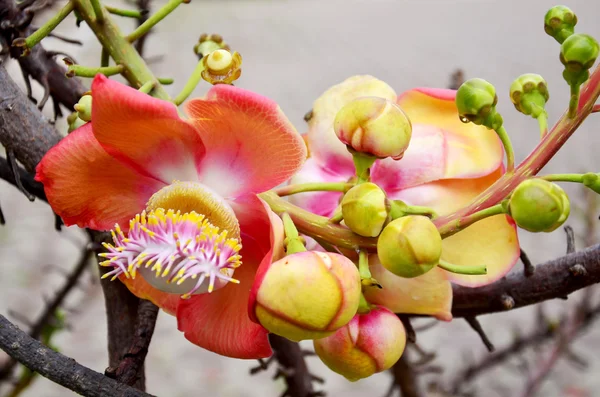 Sala flora or Shorea robusta flower on Cannonball Tree — Stock Photo, Image