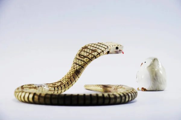 King cobra slang met uil — Stockfoto
