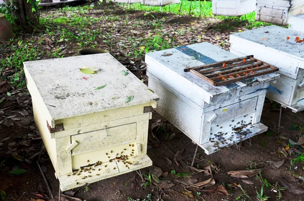 Bienen in Bienenfarm in Phrase, Thailand — Stockfoto