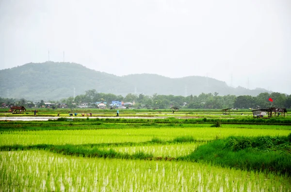 Rice field while raining at Nan, Thailand — Stock Photo, Image