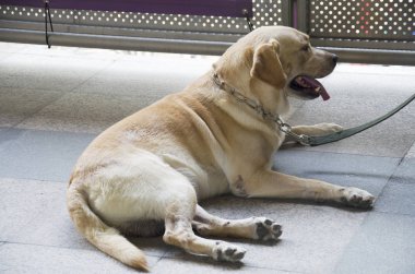 K-9 köpek ya da katta oturan K9 köpek 