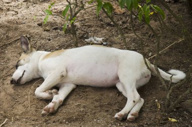 Katta uyuyan Tay yerli köpek