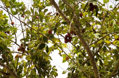 Rambutan meyve ağacı üzerinde