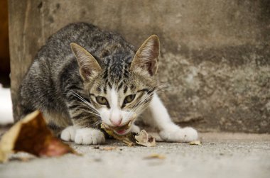 Katta yemek yeme yerli Tay kedi