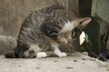 Yerli Tay kedi yüz ovuşturdu